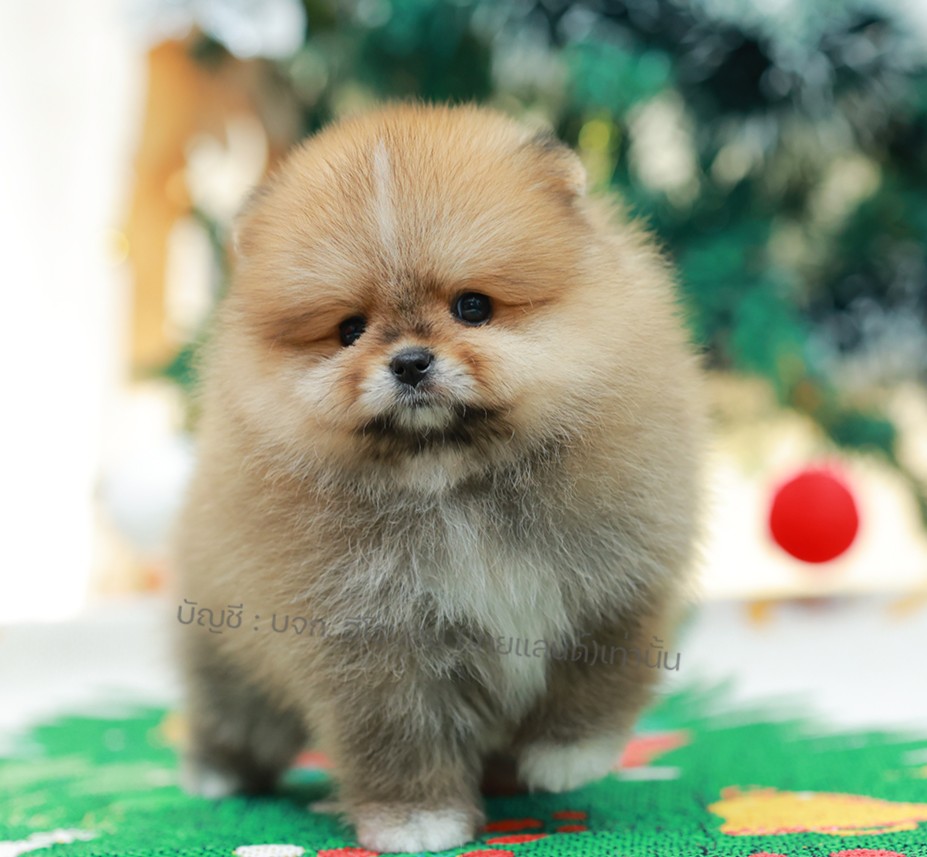 ปอมแท้ ปอมหน้าหมี HRM-10987 เพศชาย สีส้ม ตัวจิ๋วตัวเล็ก แก้มอ้วน น่าฟัดมาก ๆ ตอน...