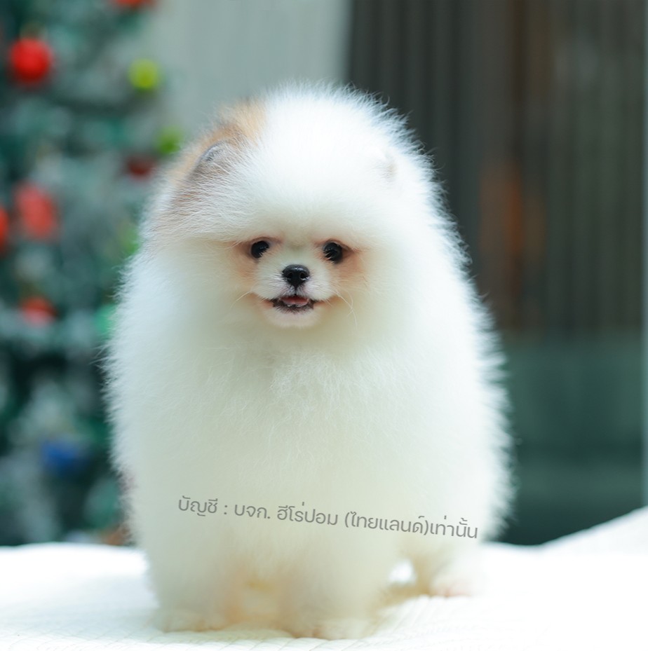 ปอมแท้ ปอมหน้าหมี HRF-10394 เพศหญิง สีขาว ตัวจิ๋วตัวเล็ก แก้มอ้วน น่าฟัดมาก ๆ ตอ...