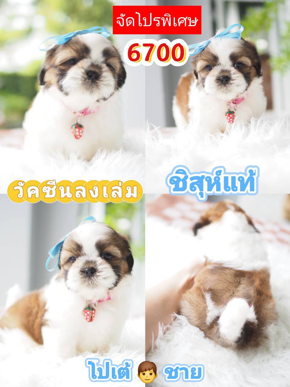 กิ๊ฟซ่า จัดโปร