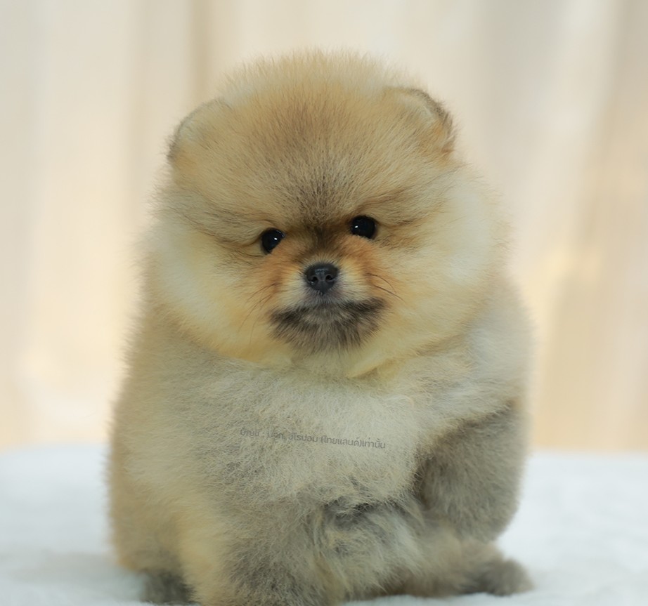 ปอมแท้ ปอมหน้าหมี HRF-10387 เพศหญิง สีส้ม ตัวจิ๋วตัวเล็ก แก้มอ้วน น่าฟัดมาก ๆ ตอ...