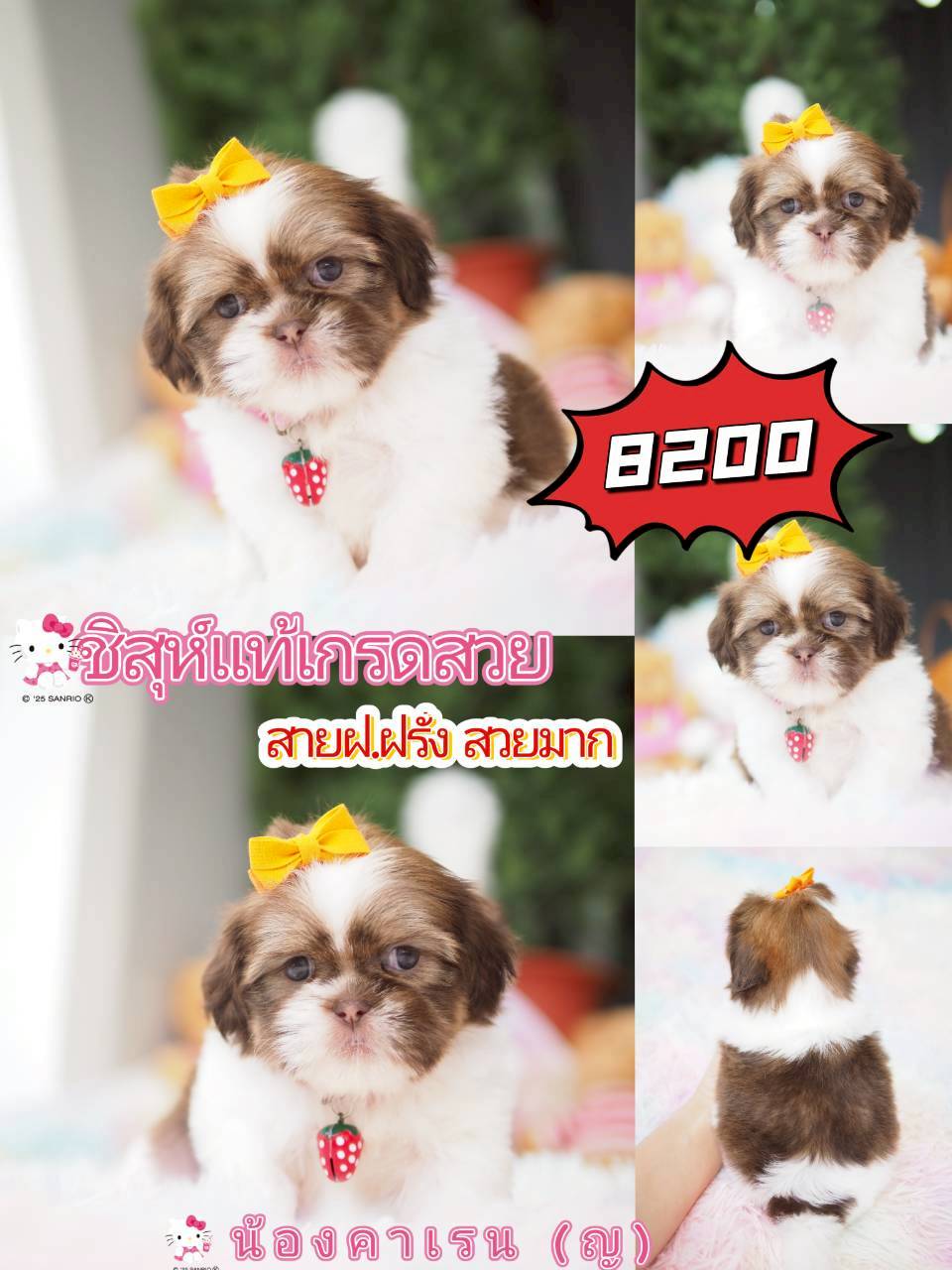 Kibzaa ชิสุห์ พร้อมส่วนลด