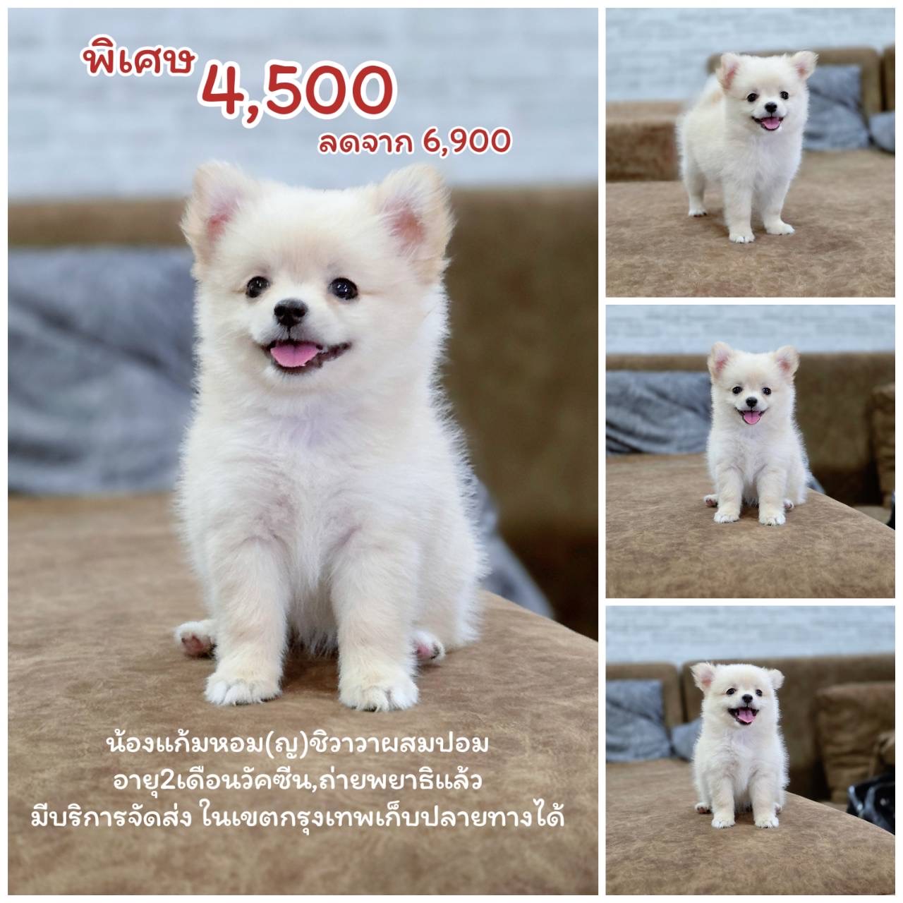 ปอมผสมชิวาวา เพศเมีย พร้อมย้ายบ้าน