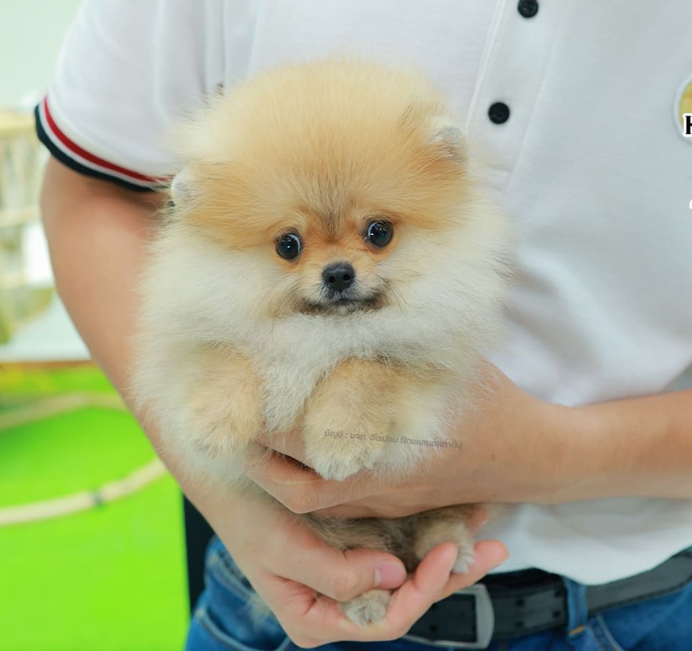 ปอมแท้ ปอมหน้าหมี HRF-10830 เพศหญิง สีส้มตัวจิ๋วตัวเล็ก แก้มอ้วน น่าฟัดมาก ๆ ตอน...