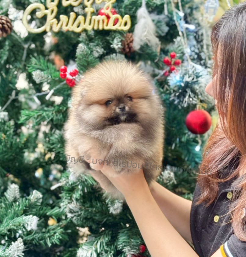 ปอมแท้ ปอมหน้าหมี HRF-10530 เพศหญิง สีส้ม ตัวจิ๋วตัวเล็ก แก้มอ้วน น่าฟัดมาก ๆ ตอ...