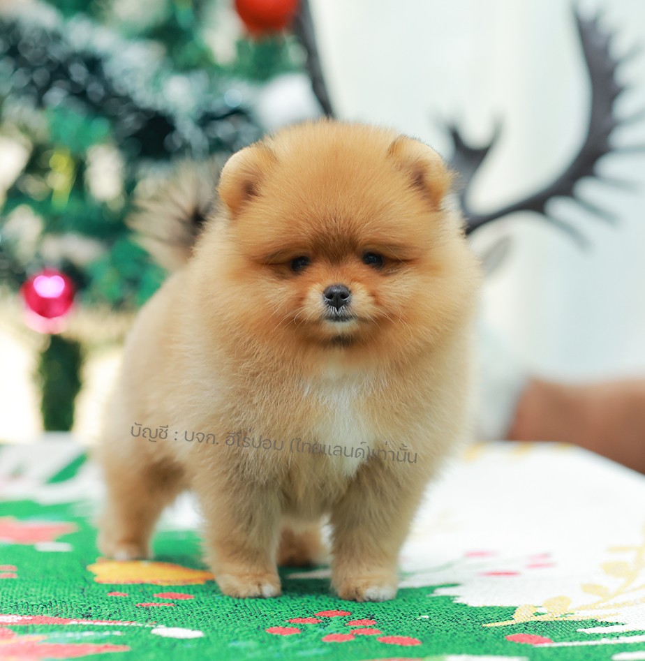 ปอมแท้ ปอมหน้าหมี HRF-11000 เพศหญิง สีส้ม ตัวจิ๋วตัวเล็ก แก้มอ้วน น่าฟัดมาก ๆ ตอ...