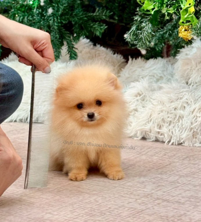 ปอมแท้ ปอมหน้าหมี HRM-10521 เพศชาย สีส้ม ตัวจิ๋วตัวเล็ก แก้มอ้วน น่าฟัดมาก ๆ ตอน...