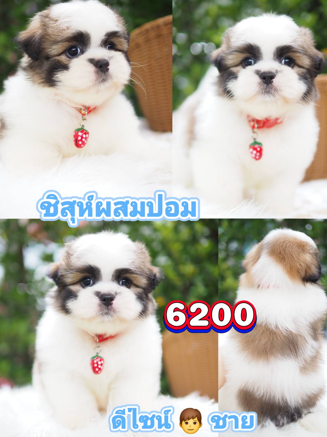 กิ๊ฟซ่า ราคาถูก❣️