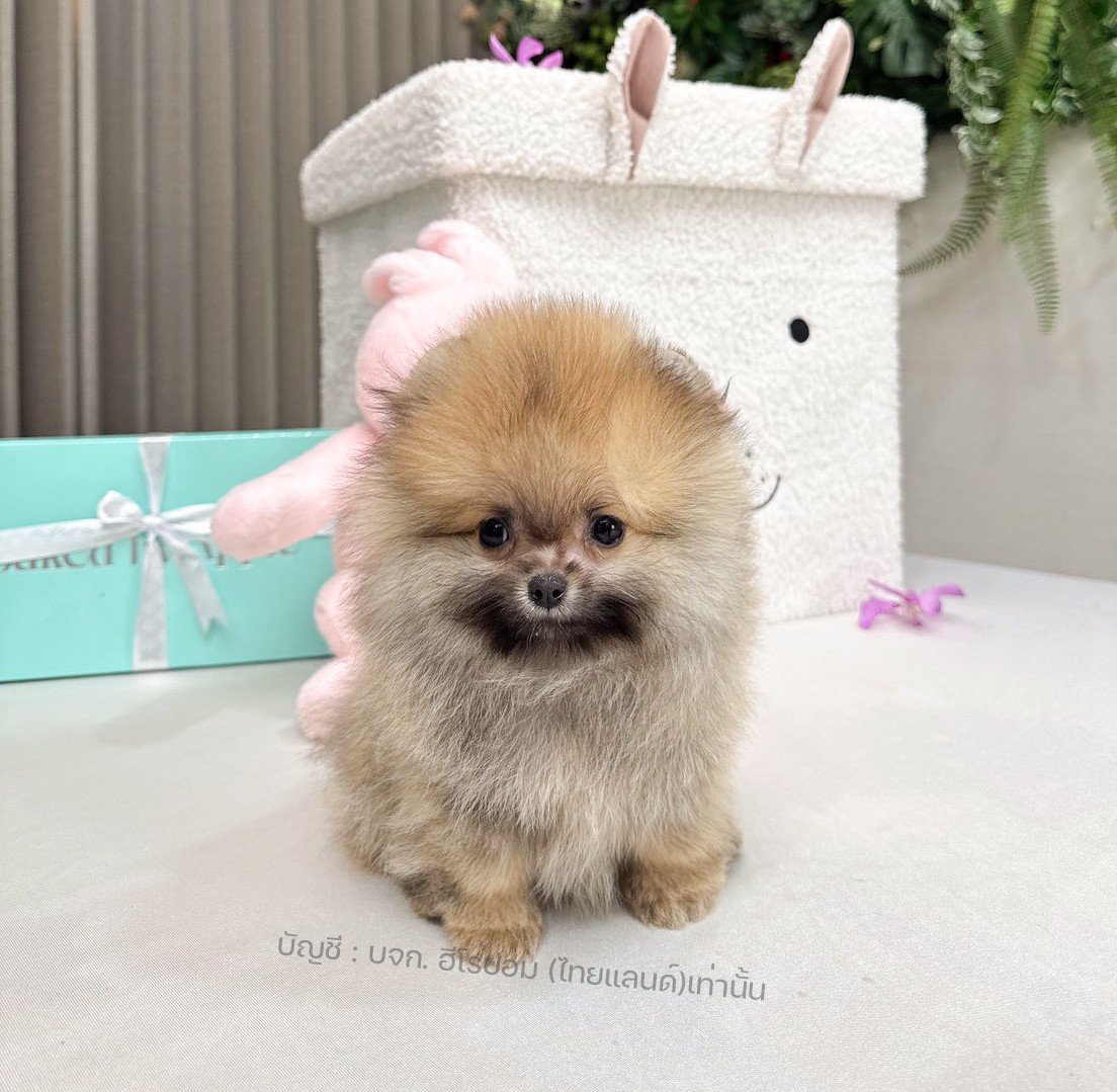 ปอมแท้ ปอมหน้าหมี HRM-10514 เพศชาย สีส้ม อายุ 2 เดือน ขนแน่น ขาใหญ่ กินเก่ง หน้า...