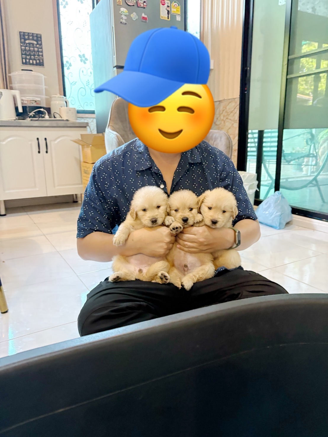 น้องลูกหมาโกลเด้นน่ารัก อายุ 50 วัน เด็กชาย 2 เด็กหญิง 1 (จาก…จ.ลพบุรี)