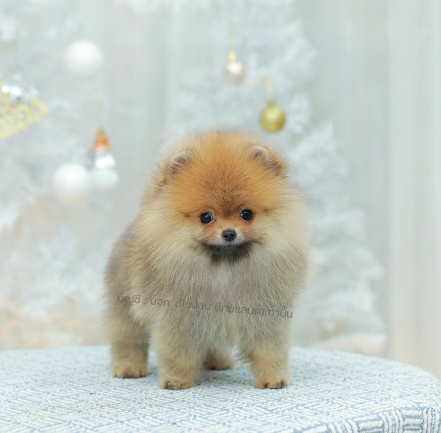 ปอมแท้ ปอมหน้าหมี HRM-10798 เพศชาย สีส้ม ตัวจิ๋วตัวเล็ก แก้มอ้วน น่าฟัดมาก ๆ ตอน...