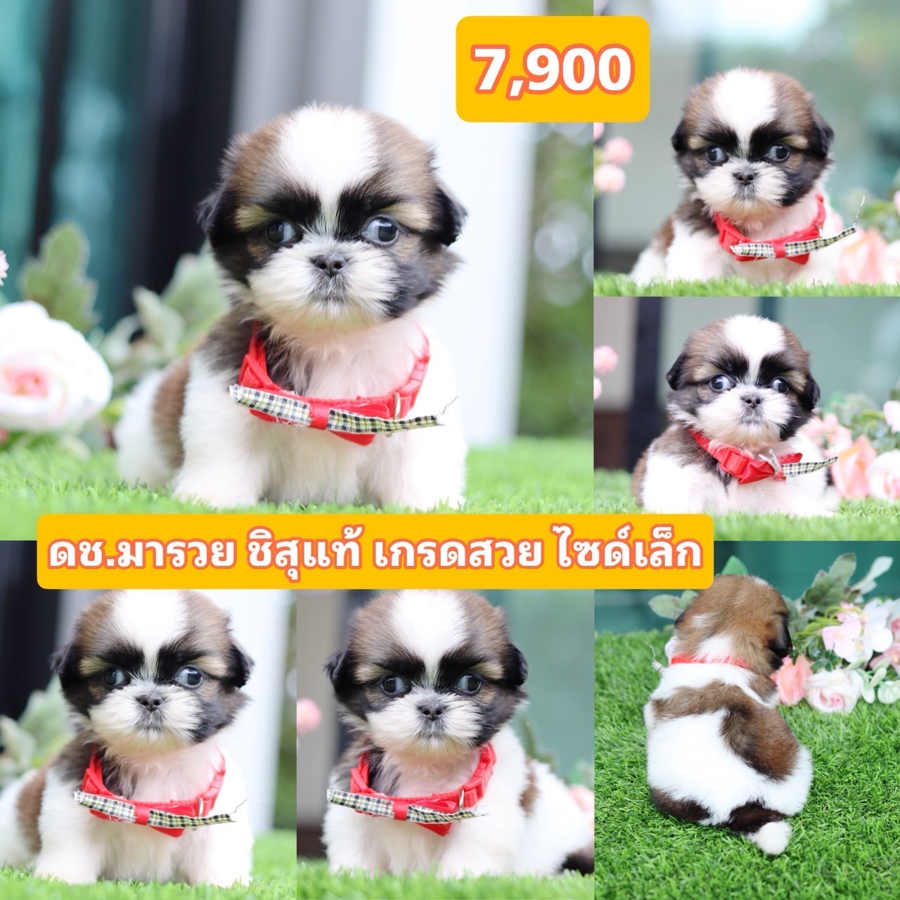 ชิสุแท้เกรดสวย