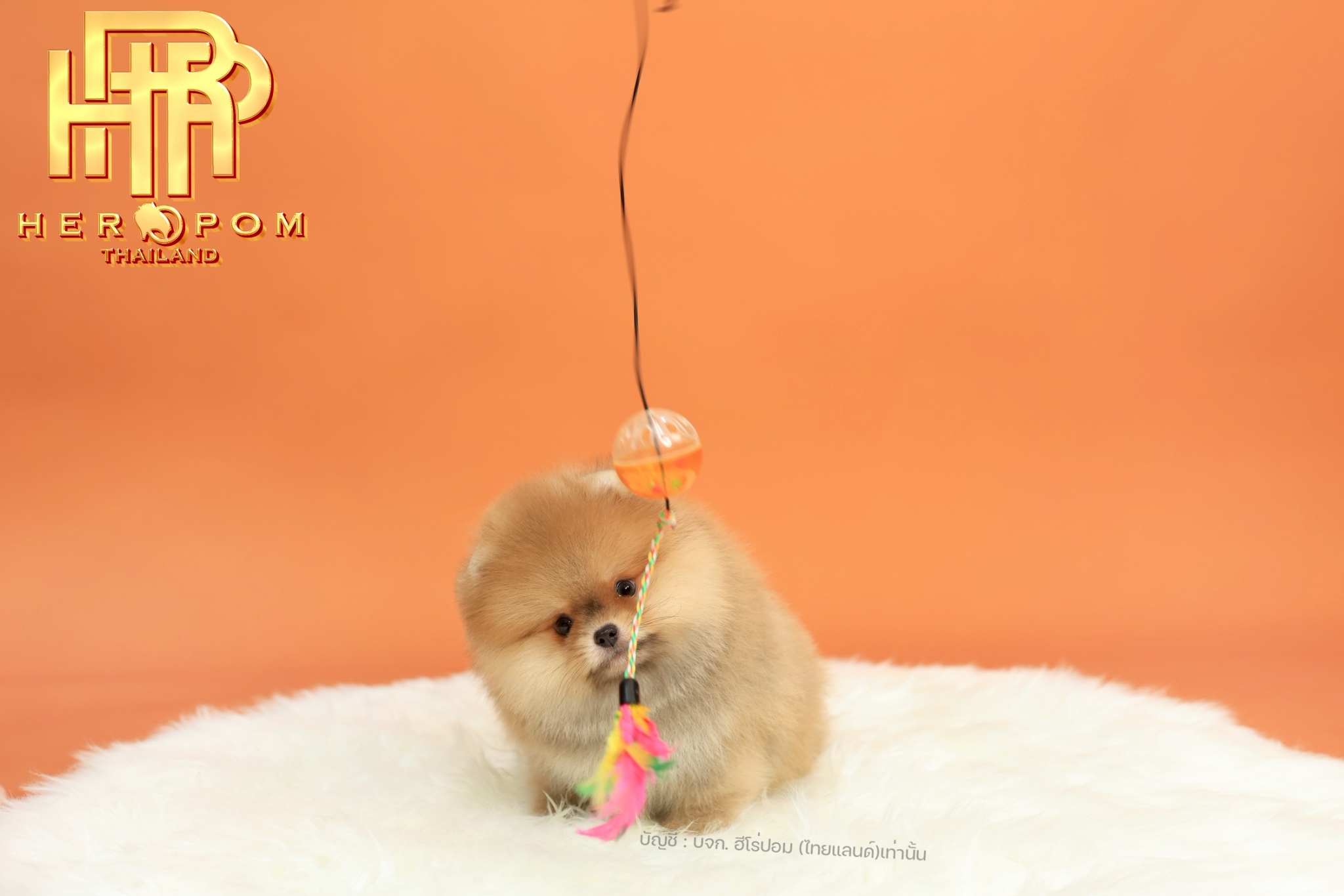 ปอมแท้ ปอมหน้าสั้น HRM-10708 เพศชาย สีส้ม อายุ 2 เดือน น่ารักมาก ๆ ถ่ายรูปแล้วขึ...