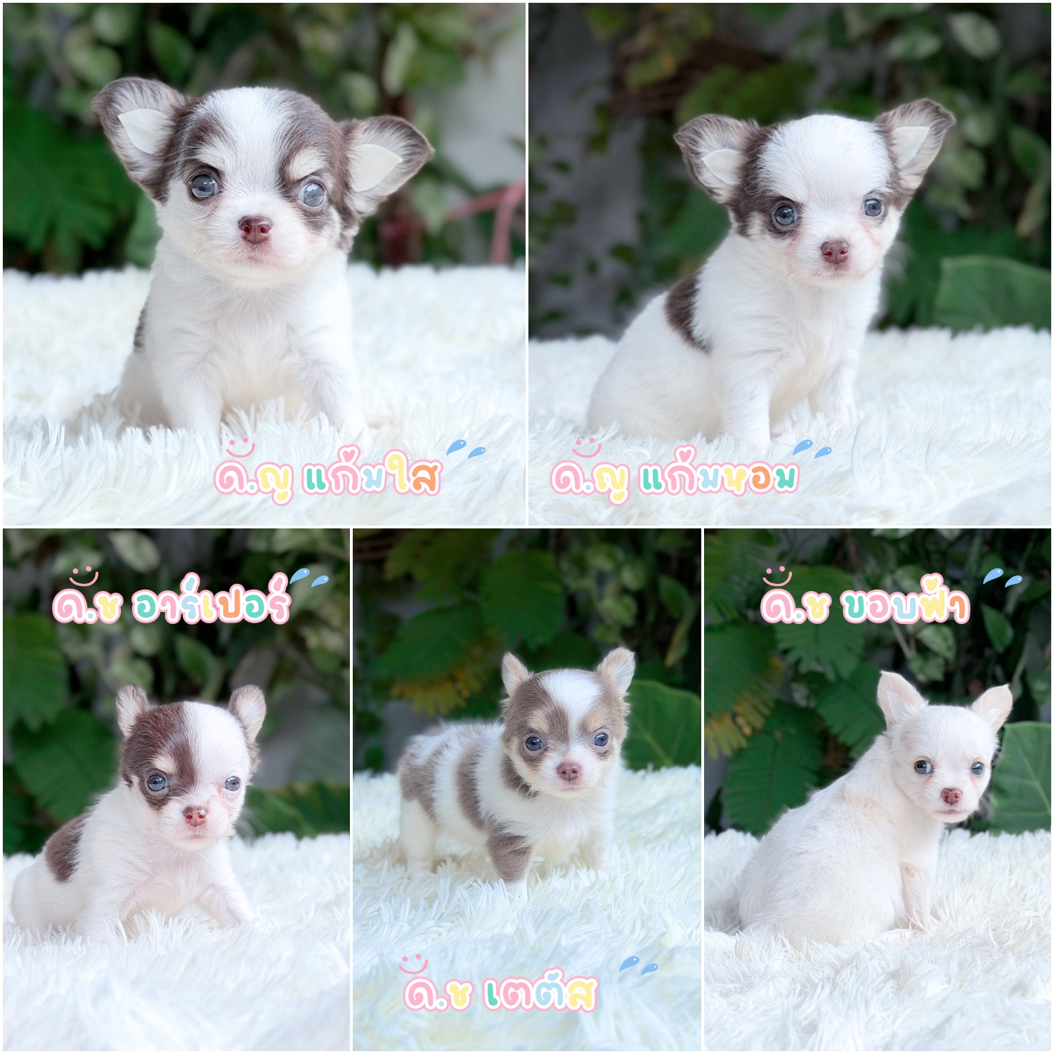 Chihuahua ชิวาวาแท้แบบขนยาว