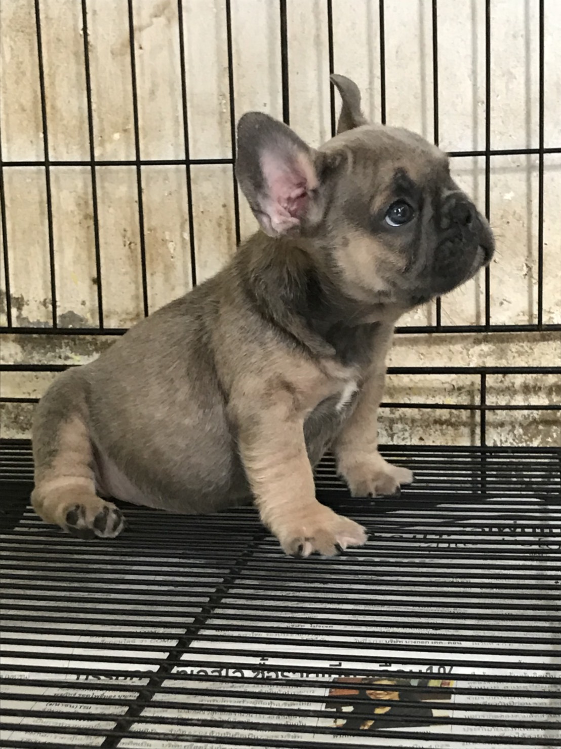 French Bulldog เพศผู้ สี Blue Sable สายเลือดบลูแทน