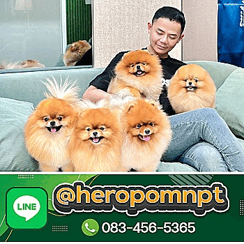 ฟาร์มสุนัข Hero's pom thailand จำหน่ายลูกปอมเมอเรเนียน / มินิบิชอง ฟริเซ่ / มินิ...