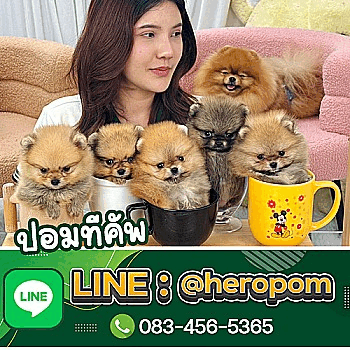 ฟาร์มสุนัข Hero's pom thailand จำหน่ายลูกปอมเมอเรเนียน / มินิบิชอง ฟริเซ่ / มินิ...