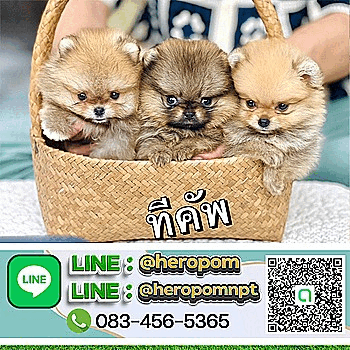 ฟาร์มสุนัข Hero's pom thailand จำหน่ายลูกปอมเมอเรเนียน / มินิบิชอง ฟริเซ่ / มินิ...