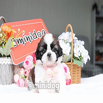 ⭐️เพจ Baan Mini Dog Pet Shop จำหน่ายน้องหมาพันธ์ุเล็ก ชิสุทอยแท้ ปอมแท้ จากประส...
