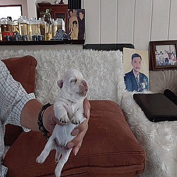 พ่อพันธุ์ชื่อมารวย แม่พันธุ์ชื่อหมูเด้ง สุนัขผสมเมื่อวันที่ 25 ธันวาคม 2568 คลอด...