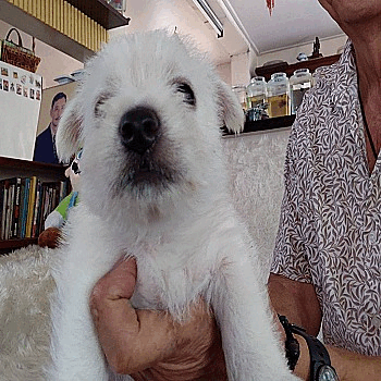 พ่อพันธุ์ชื่อมารวย แม่พันธุ์ชื่อหมูเด้ง สุนัขผสมเมื่อวันที่ 25 ธันวาคม 2568 คลอด...