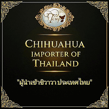 🏆IMPORTER CHIHUAHUAS THAILAND
   (ุผู้นำเข้าชิวาวา ขนสั้นและขนยาว ประเทศไทย)...